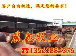 如何圈養小牛犢 ,肉牛去哪里買好,肉牛養殖場_農副產品_世界工廠網