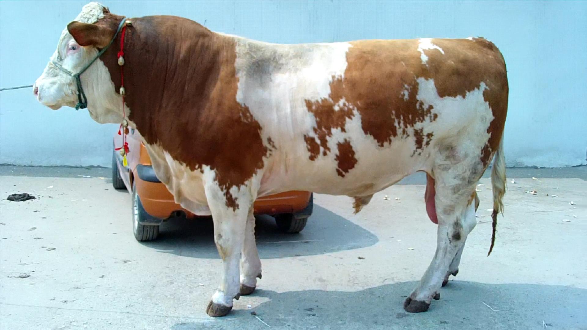 西門塔爾肉牛有什么特點?