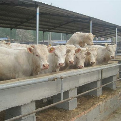 優質牛產品肉牛改良肉牛一頭育肥牛架子牛繁殖母牛牛犢價格