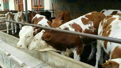 【公主嶺養(yǎng)殖業(yè)什么最賺錢肉牛批發(fā)商肉牛價格肉牛品種】價格,廠家,牛-搜了網(wǎng)