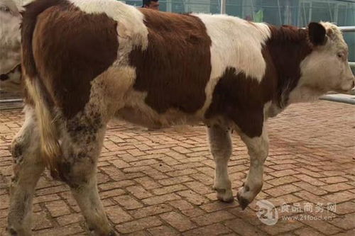 貴州省肉牛價格