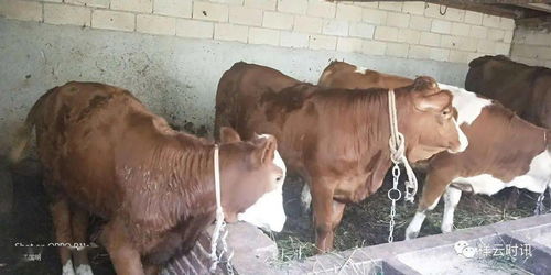 祥云 凍精改良 技術(shù)成肉牛養(yǎng)殖戶致富 金鑰匙