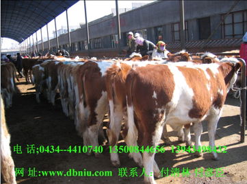 基礎(chǔ)母牛 通順牧業(yè) 肉牛養(yǎng)殖效益 基礎(chǔ)母牛價格及規(guī)格型號