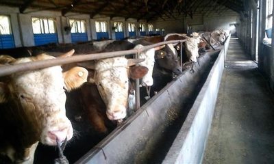 怎樣長途運(yùn)輸肉牛