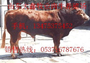 肉牛養(yǎng)殖成本.牛犢多少錢一頭.