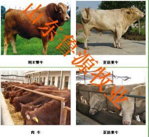 10撫順哪里出售優(yōu)質(zhì)肉牛現(xiàn)在黃牛價如何_農(nóng)副產(chǎn)品_世界工廠網(wǎng)