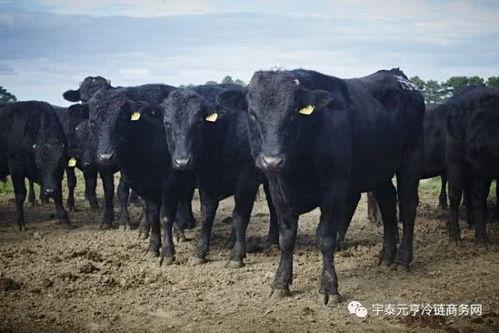 走進(jìn)澳洲nick sher牧場 解密澳大利亞肉牛養(yǎng)殖模式