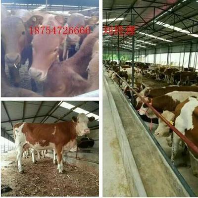 山東肉牛-犢牛的正常體溫是多少