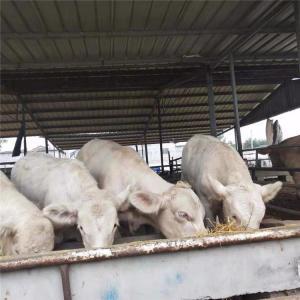 遼寧肉牛價格