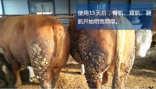 【牛催肥劑催肥精直銷唯美牛羊催肥劑價格實惠】-