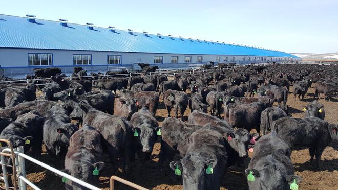 安格斯肉牛的養殖技術要點