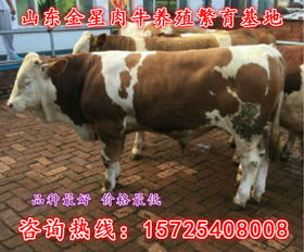 陵縣肉牛的價格