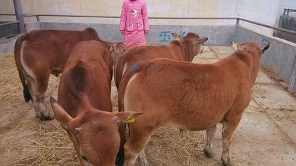 四川綿陽養殖肉牛犢/肉牛/肉牛養殖行情!_農副產品_世界工廠網