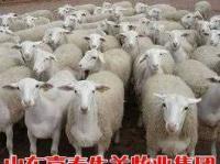嘉泰牧業基地供萬頭肉牛、肉羊/肉驢犢、架子牛[供應]_牲畜_世界工廠網中國產品信息庫