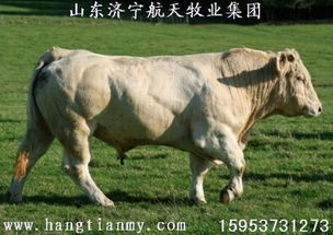 供應肉牛 純種肉牛 雜交肉牛 改良肉牛 育肥肉牛批發–供應肉牛 純種肉牛 雜交肉牛 改良肉牛 育肥肉牛廠家–供應肉牛 純種肉牛 雜交肉牛 改良肉牛 育肥肉牛供應商