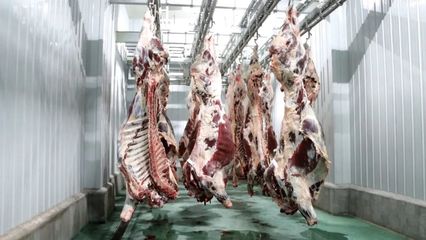 原州區:肉牛全產業助力農民增收鄉村振興