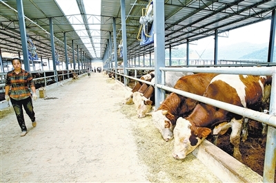 云安肉牛產業園核心區首批肉牛上市