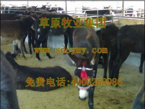 草原牧業肉驢品種波爾山羊西門塔爾牛山東肉驢基地技術員免費指導 山東濟寧草原牧業肉牛種羊肉驢基地
