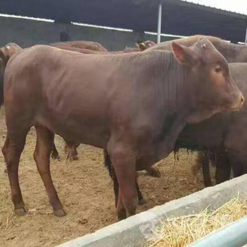 關于肉牛養殖批發價格 出售小黃牛 牛