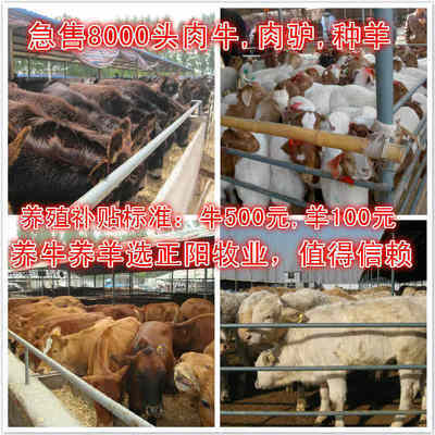 波爾山羊頭胎懷孕羊多少錢一只_農副產品_世界工廠網