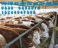 供應小牛犢/肉牛種苗 山東長順正規養牛場_農副產品_世界工廠網中國產品信息庫
