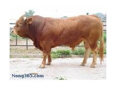 福建肉牛價格 福建肉牛的價格