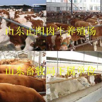 肉牛養牛基地_志趣網