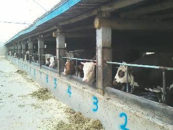 肉牛多長時間出欄_志趣網