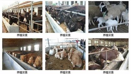 【中山肉牛養殖的利潤有多少】價格,廠家,驢-搜了網