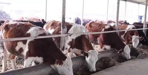 長春肉牛產(chǎn)業(yè)奏響振興“新牧歌”