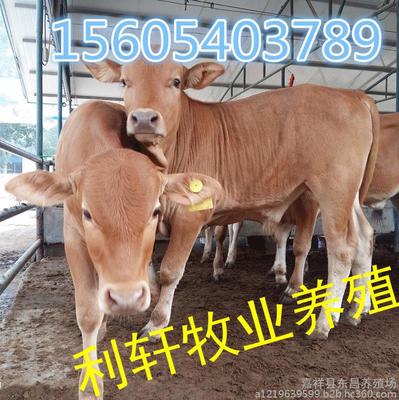 肉牛養(yǎng)殖場 山東肉牛廠家 山東小肉牛多少錢一頭 肉牛牛犢 圖片_高清圖_細節(jié)圖-嘉祥縣東昌養(yǎng)殖場 -