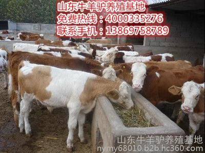 東營上等肉牛低價廠家免費送到家圖片_高清圖_細節(jié)圖-山東牛羊驢養(yǎng)殖基地 -