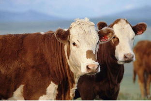 條子牛催肥飼料添加劑肉牛專用飼料托克托縣