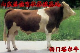 西門塔爾肉牛價格 魯西黃牛批發(fā) 利木贊肉供應 山東益佳畜牧