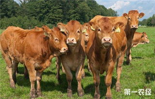 高品質肉牛品種有哪些 優質肉牛品種推薦