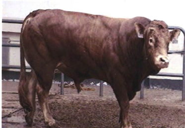盛宏養(yǎng)殖場,肉牛,牛
