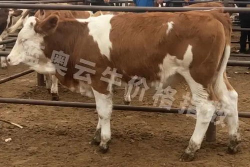 牛價丨7月5日 全國部分地區(qū)肉牛價格匯總更新了