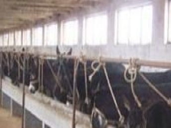 圖 嘉祥肉牛 嘉祥肉牛加盟招商 上海食品加盟