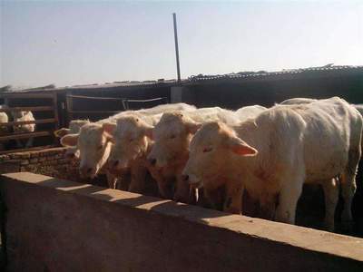 哪些秸稈可以做肉牛的飼料
