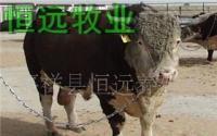 肉牛山東省肉牛奶牛種羊養(yǎng)殖龍頭示范企業(yè)肉牛養(yǎng)殖[供應(yīng)]_牲畜_世界工廠網(wǎng)中國產(chǎn)品信息庫