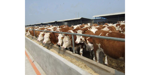 忻州市肉牛廠肉牛價格咨詢