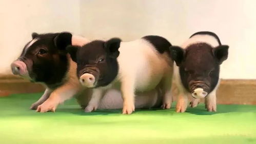 美國批準首個基因編輯肉牛產(chǎn)品