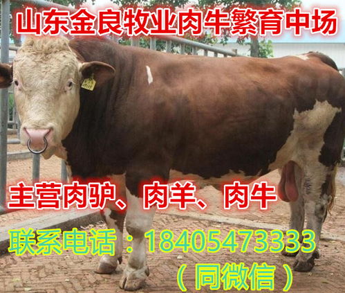 蘭州三個月肉牛西門塔爾多少錢