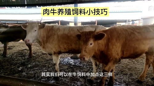 肉牛養(yǎng)殖飼料小技巧
