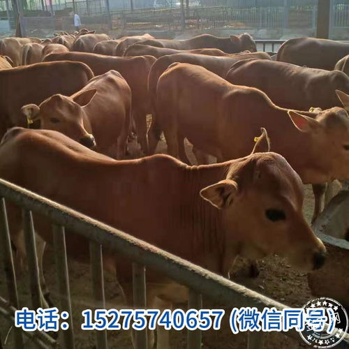 山東的牛 農(nóng)產(chǎn)品 禽畜牧蛋肉 活畜 肉牛 中國(guó)畜牧網(wǎng)報(bào)價(jià)中心