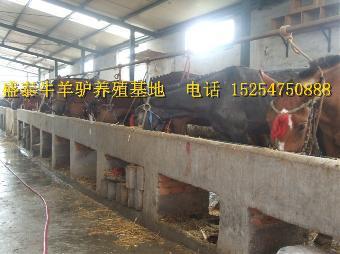 德惠肉牛多少錢 特產(chǎn)網(wǎng)