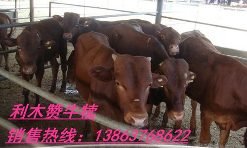 偃師市肉牛現在的價格