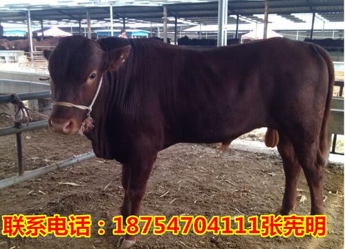 谷城縣肉牛崽價格2017肉牛崽多少錢