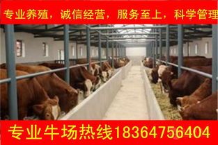 重慶安格斯肉牛多少錢一頭價格,產品報價