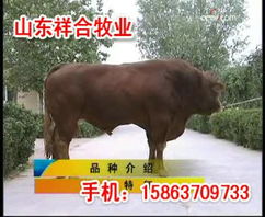 邱縣哪里有賣羊的邱縣育肥羊多少錢邱縣小羊羔價格